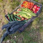 Photo of a crate of allotment-grown fruit and vegetables
