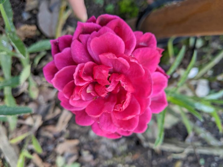 This is a photo of a bright pink flower.