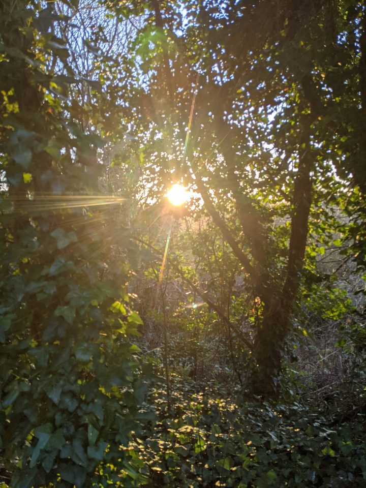 This is a photo of the sun shining through leaves in a forest.