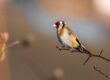 This is a photo of a goldfinch perched on a branch