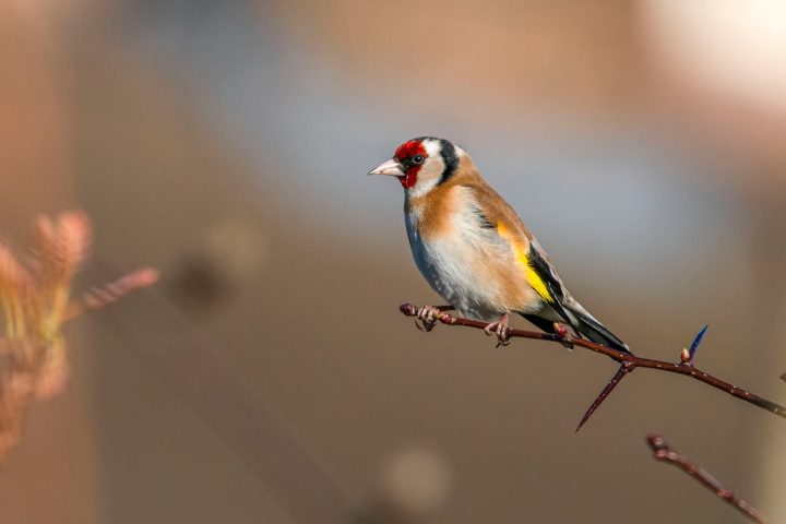 This is a photo of a goldfinch perched on a branch
