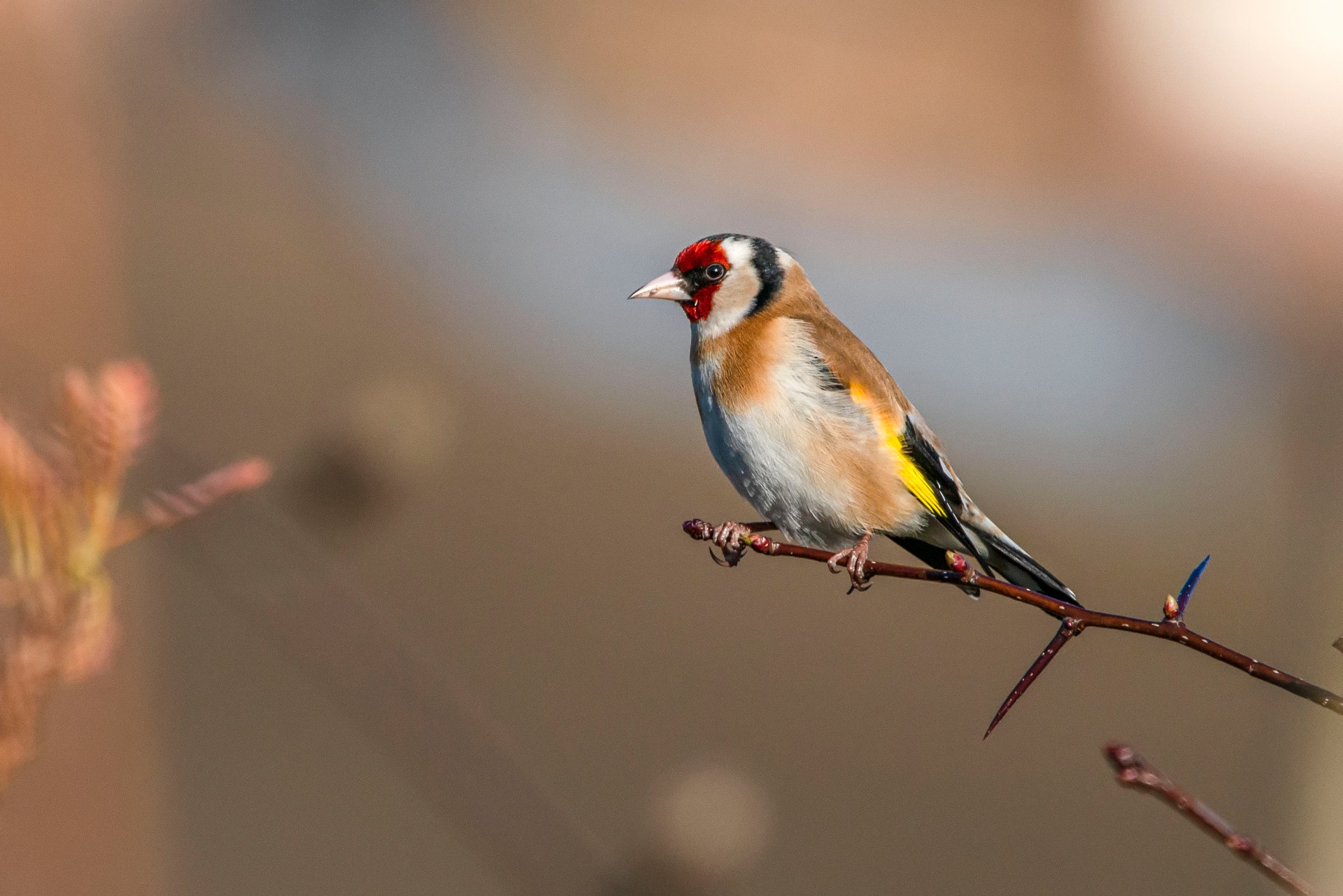 pexels-laszlo-fatrai-7096735 This is a photo of a goldfinch perched on a branch