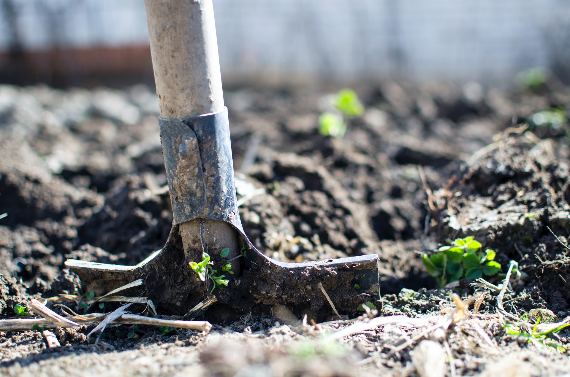 This is a photo of a spade in soil.