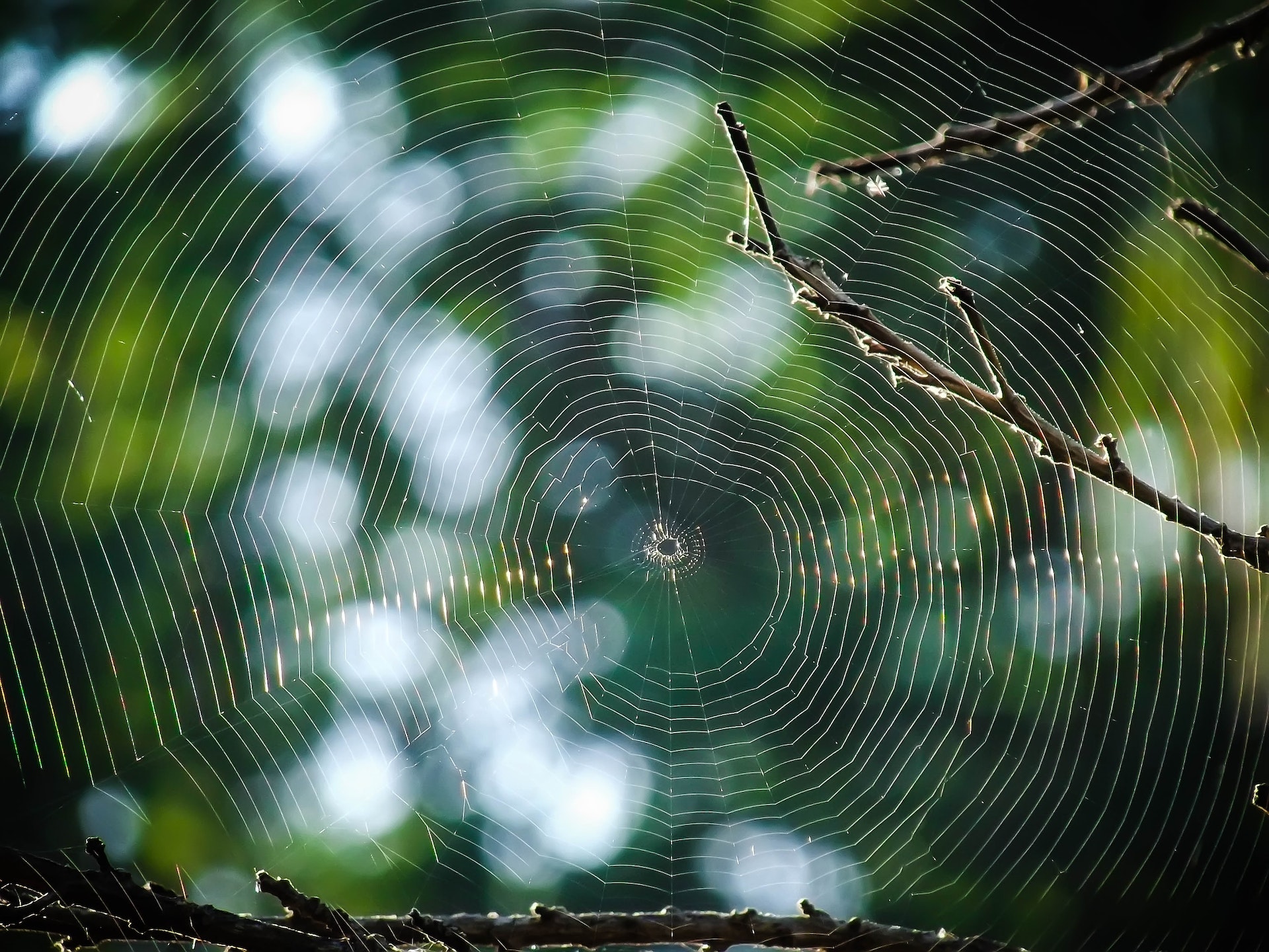 Close-up of a spider's web on Craiyon