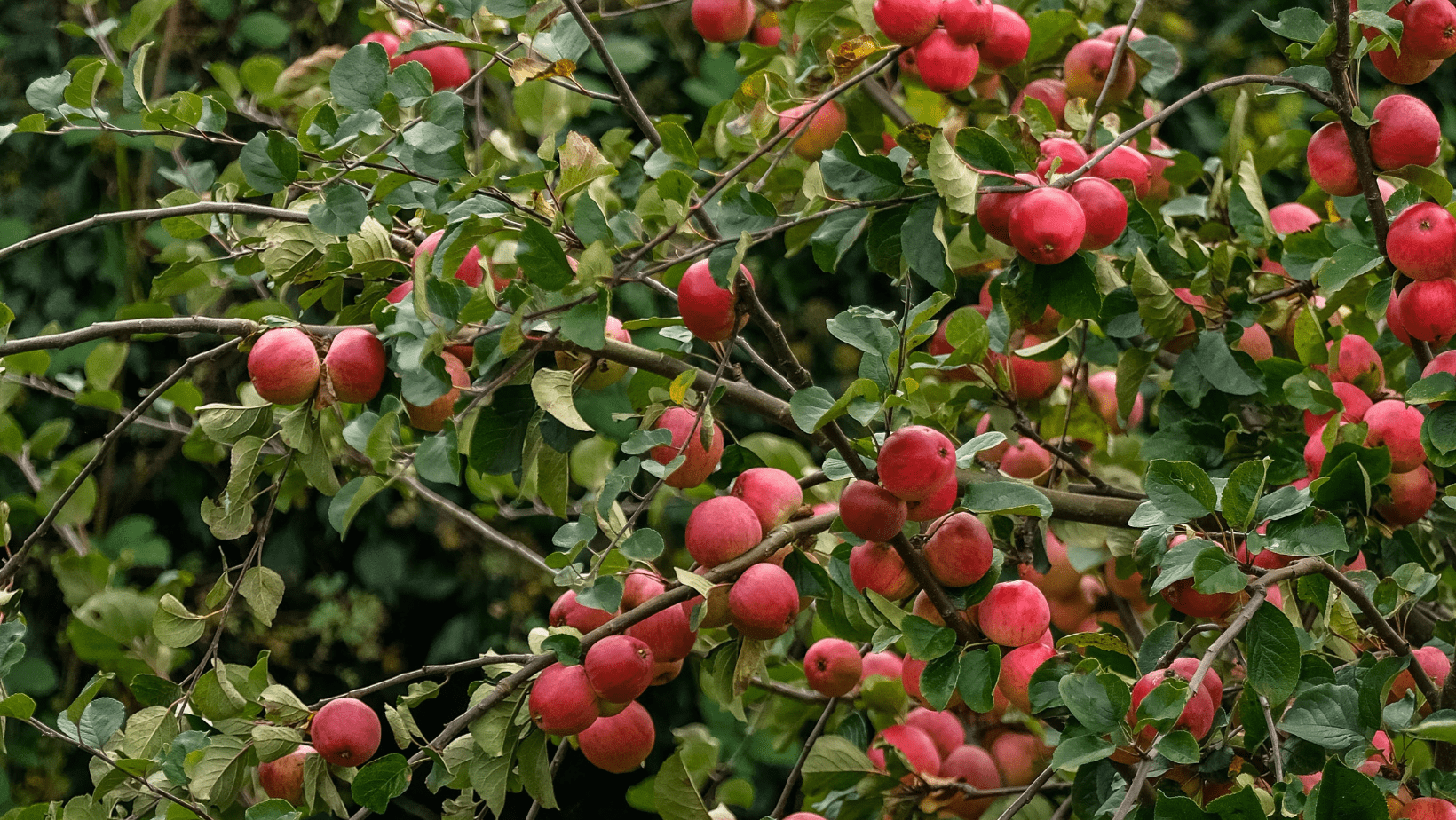 Website blog post cover (1)