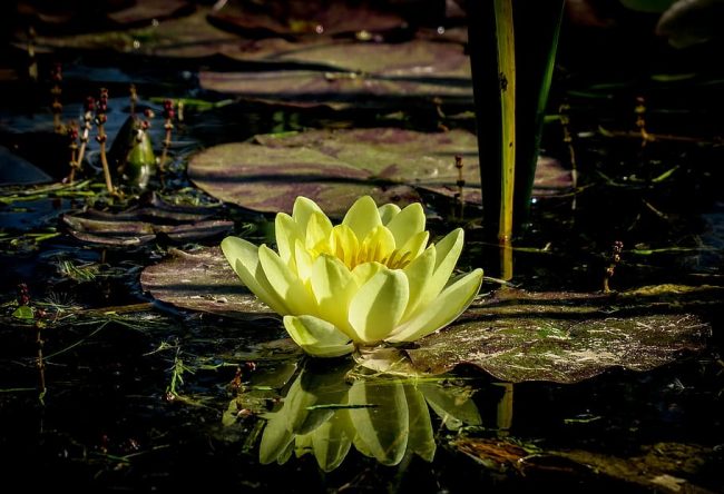 water-lily-lake-pond-flower
