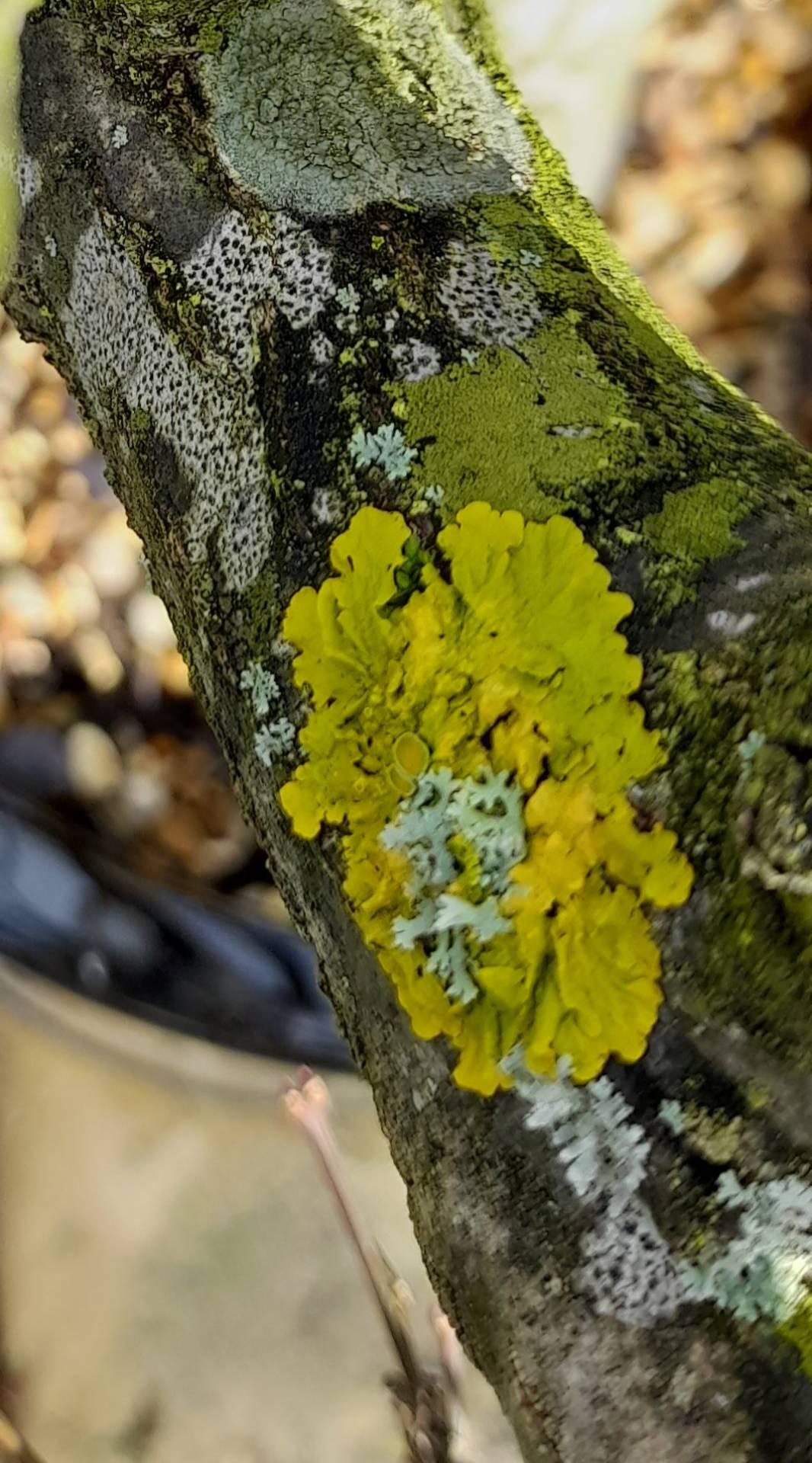 lichens-staa-at-st-anns-allotments-community-learning-heritage