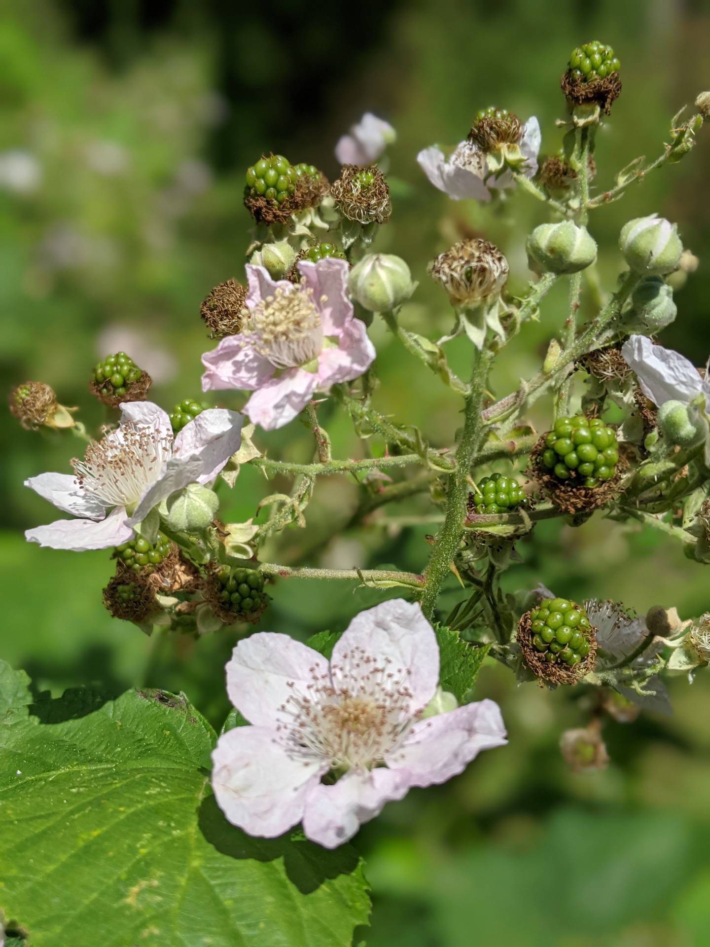 PXL_20240705_112432088.PORTRAIT