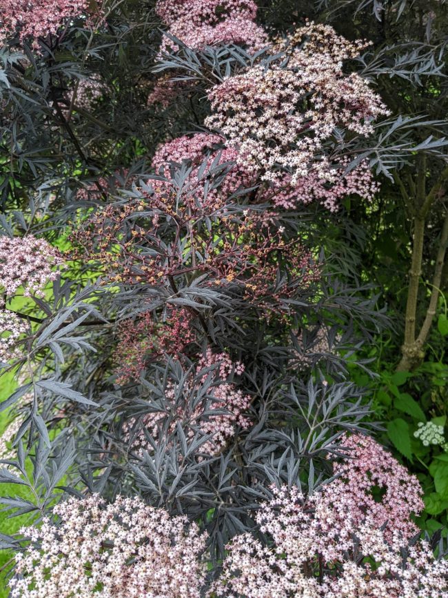 PXL_20240614_094223071
